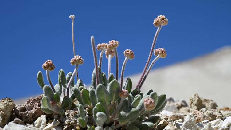 Flower or power? Campaigners fear lithium mine could kill rare plant