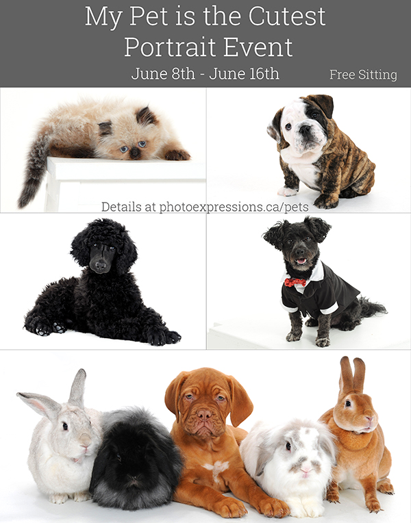 Pet Portraits